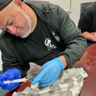 Man bottle-feeds a tiny gray rescue kitten during kitten season as part of a cat foster care program.