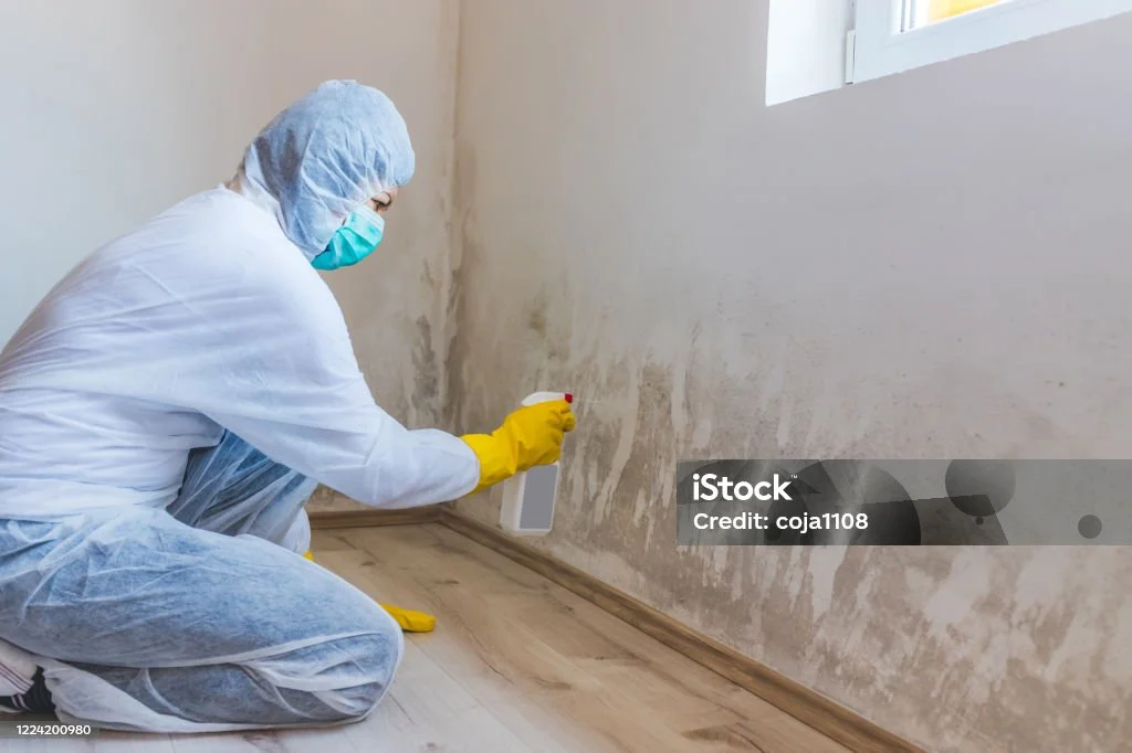 Mold Remediation Tacoma