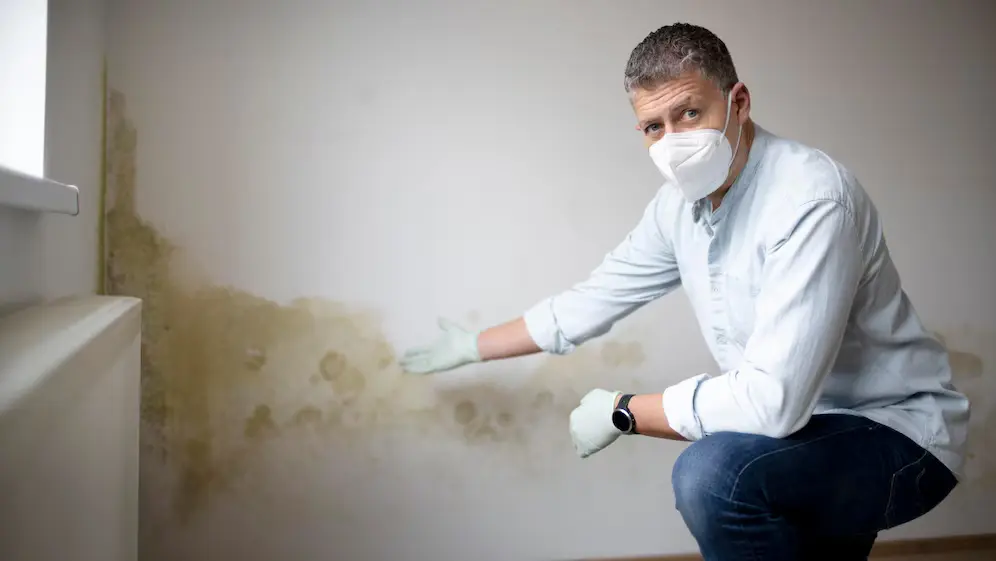 Mold Remediation Tacoma